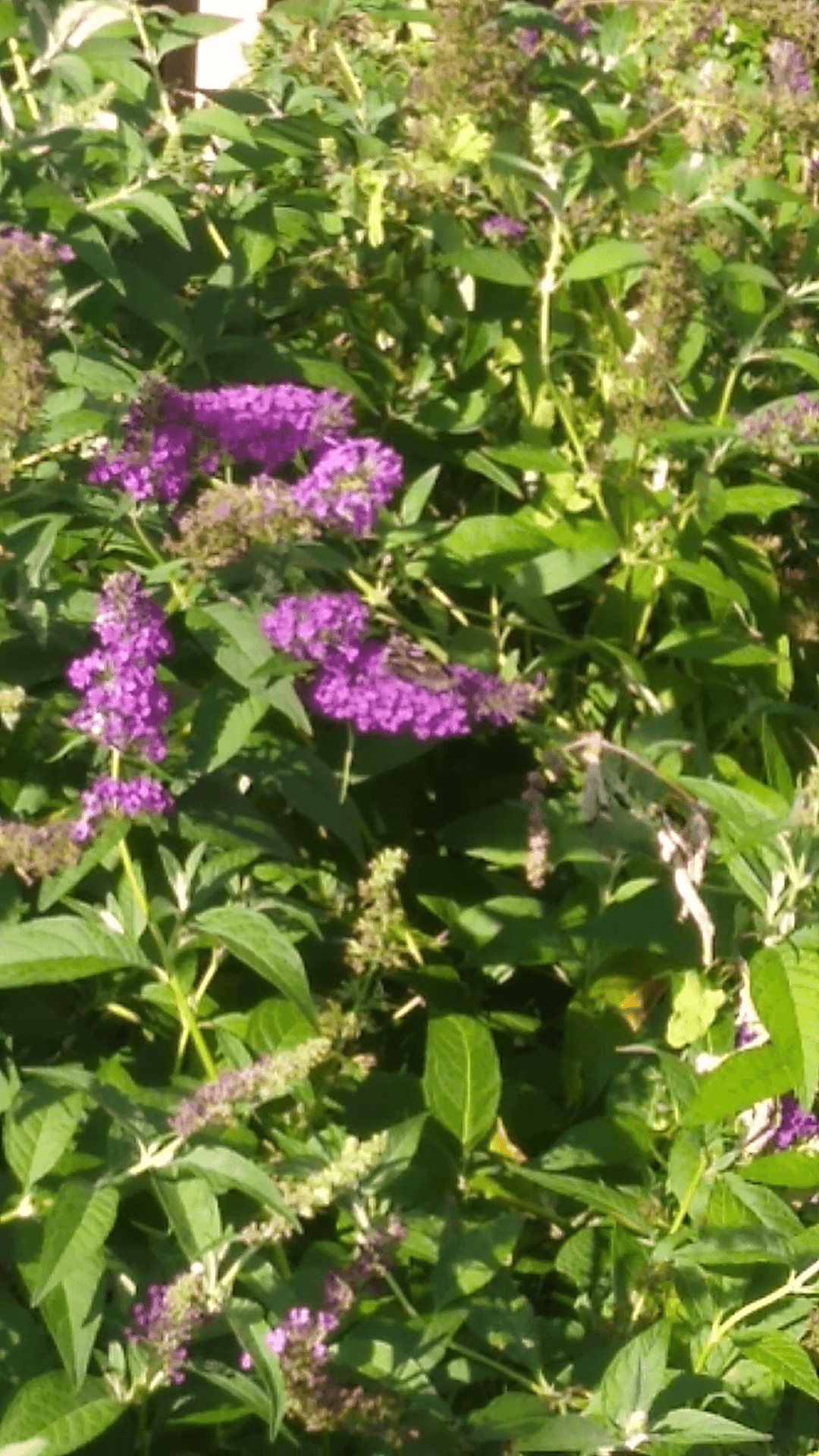 Pollinator habitat photographed in Monarch Manor on July 1, 2025